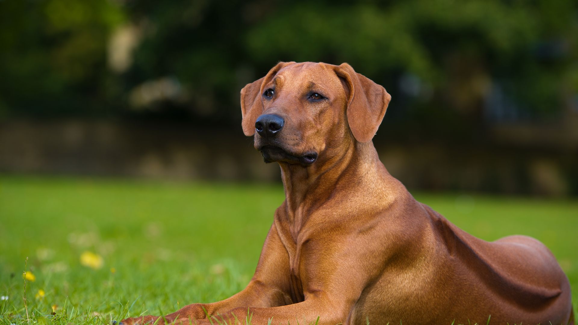 Rhodesian Ridgeback